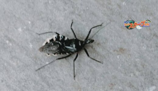 小学生が見たことのない虫を発見、グーグルレンズで調べると…日本にいないはずの危険な吸血カメムシ？　本当の正体は「ヨコヅナサシガメ」刺されると痛い