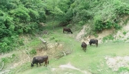 広さ東京ドーム5個分の山に牛を放牧　「どこにいるの？」1週間迷子の牛も…山奥の“ポツンと一軒家”に住む繁殖農家の男性の暮らしとは？　後継者はどうする？