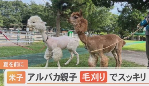 親子「アルパカ」毛刈りでスッキリ…そろってプードル風に