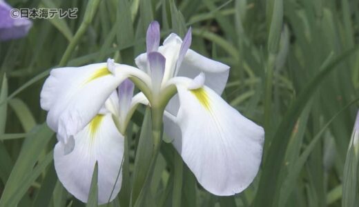 初夏の訪れを感じるこの時期「ハナショウブ」「アヤメ」が見頃　色とりどりの約3万株が植えられる　鳥取県湯梨浜町・あやめ池公園