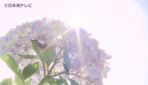 6月10日は暦のうえでは「入梅」だけど…山陰地方の梅雨入りはまだ　今週はさらに暑くなる予想　アジサイにも影響が