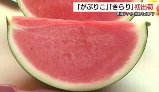初ものをみんなでガブリ！琴浦特産スイカ「がぶりこ」と「きらり」初出荷 自信満々で市場へ（鳥取）
