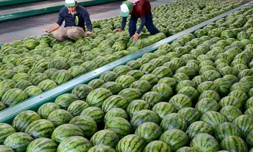 大玉ゴロゴロ　大栄西瓜「例年にない甘さ」　鳥取県産スイカのトップブランド、出荷が本格化