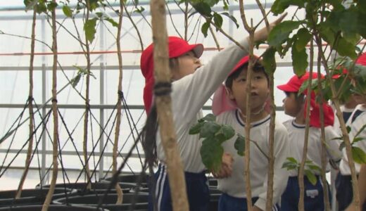 コーヒーの花って何色？実は何色？園児がコーヒー栽培を見学「コーヒーの花や実を見てもらえる場所ってなかなかないので」