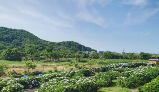 【2024開花情報】約3000株のあじさいが咲く「あじさい公園」。列車と一緒に撮影ができる！