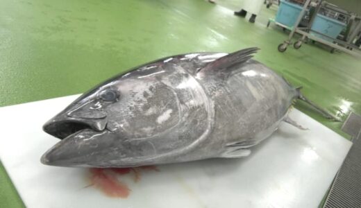 港町の高校で仰天授業！実習に”まるまるクロマグロ１本”「意外と切りやすかったです」