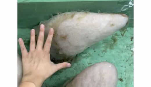 「スベスべで固い…」謎の生物の名前は？拡散希望…鳥取市の水族館が公式SNSで問い合わせ（鳥取）