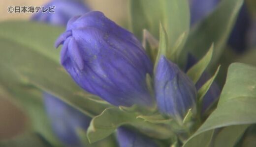 色鮮やかな青紫色の花「リンドウ」　全国に向けて出荷　鳥取県智頭町