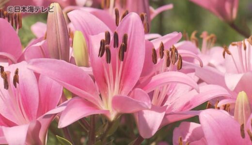 期間限定「秘密の花園」　1万球の色とりどりのユリが見頃　色の鮮やかさと上品な香りがおすすめ　鳥取県南部町