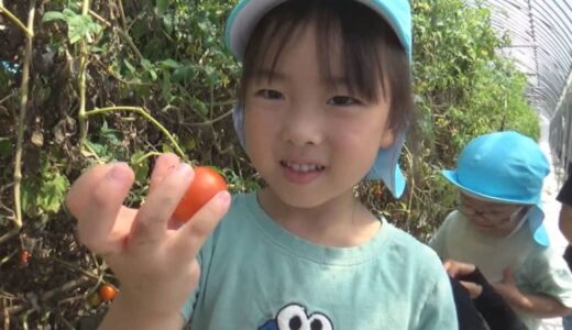 食や農業に興味を持って　鳥取県米子市の農園で園児がトマトの収穫体験