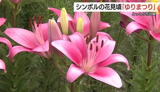 とっとり花回廊でユリとコスモスの共演 大山を背景に初夏の園内を鮮やかに彩る（鳥取県南部町）