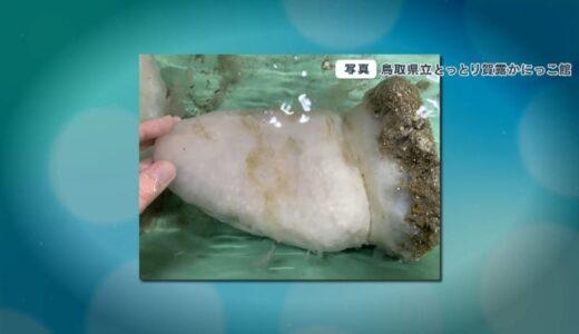 【教えて！】海の底でとれた大人の人の手よりも大きな白い「ナゾの生物」この正体は？