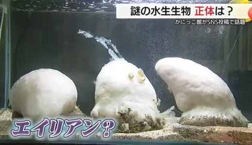 水族館のスタッフも「？」鳥取の海で見つかった謎の水生生物　正体は「ホヤ」？専門家に聞く
