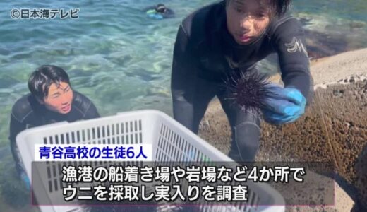 厄介者「ムラサキウニ」に商品価値を　高校生が実入りの調査　鳥取県鳥取市