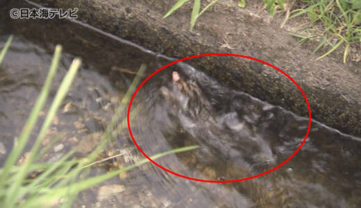 用水路で泳いでいたのはあの小動物　発見後すぐ近くの棒で無事救出　鳥取県日野町
