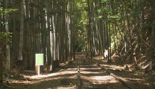 「日本一美しい廃線跡」支えた竹…役目を終え、世代交代　線路の間から生えた「ど根性タケノコ」15メートルに成長