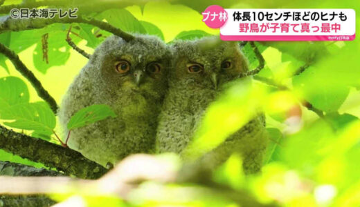 標高700m「八東ふる里の森」　ブナ林に囲まれた森で野鳥たちが子育て真っ最中　各地からカメラマン続々　　鳥取県八頭町