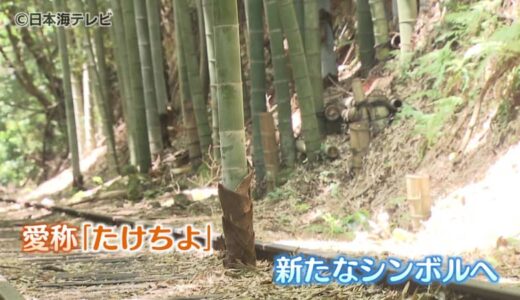 旧国鉄の廃線跡にある竹「たけちよ」　観光スポットのシンボルが「世代交代」　新たな命に引き継がれる　鳥取県倉吉市