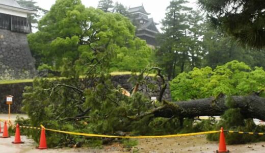 松江城・馬溜で高さ10メートル超のマツ倒れる　警報級の大雨で列車運休や河川氾濫　山陰両県