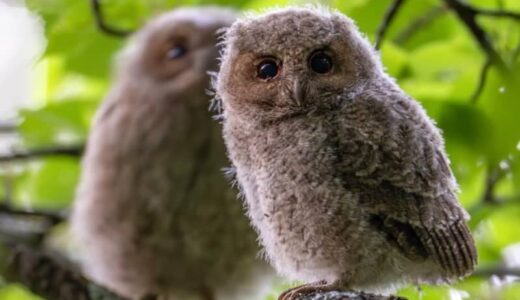 人形みたい…小さなフクロウ「オオコノハズク」の巣立ち直後の姿が可愛い！珍しい野鳥が子育てする森｜鳥取県八頭町