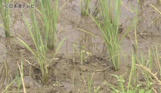 「今回の雨は全体的に見ると恵みの雨かなと思います」　降水量が少なかった6月　農家では大雨を喜ぶ声　鳥取県八頭町