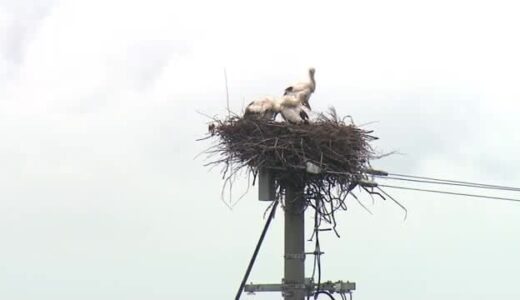 大山で国の天然記念物“コウノトリ”のヒナ３羽誕生 鳥取県西部で初確認 約1カ月後の巣立ちへ見守り
