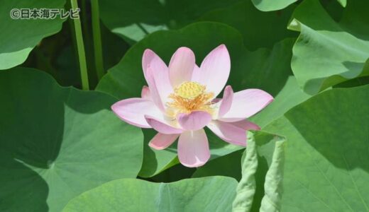 ピンクや白などハスの花が咲き始める　古代ハスとして有名な「大賀ハス」やほかの品種も次々と開花　鳥取県米子市