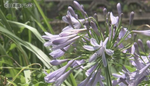 “愛の花・アガパンサス