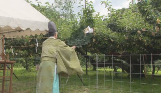 ７月４日は「梨の日」　二十世紀梨の百年樹で豊作祈願　鳥取県湯梨浜町