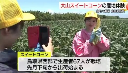 鳥取県に移住　県職員兼業の客室乗務員が「スイートコーン」産地を体験　ＳＮＳで魅力発信へ（大山町）