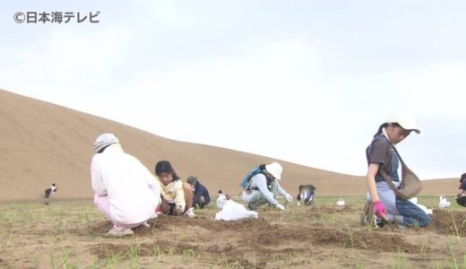 美しい砂の景色を市民で守る　鳥取砂丘で80人が参加し除草ボランティア　鳥取市