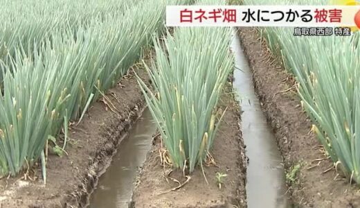 梅雨末期の大雨で特産・白ネギへの影響懸念…枯れたり腐ったりする心配募る（鳥取）