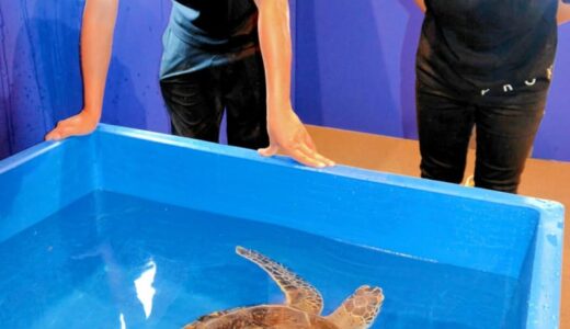 暑い夏、移動水族館に涼みに来て　サマーアクアリウム設営作業進む