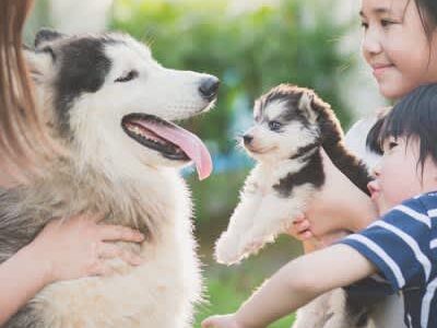 愛犬家が多い『都道府県』ランキングTOP5　犬好きがたくさん住んでいる地域はどこ？