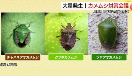 平年の３０倍超「カメムシ」大量発生で県が緊急対策会議　農薬追加散布で果樹被害防止（鳥取・倉吉市）