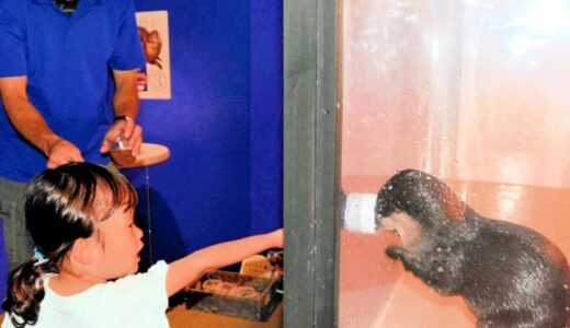 貴重体験「楽しい」　ウミガメとカワウソ餌やり　家族連れ大人気　サマーアクアリウム～あそべる光の水族館