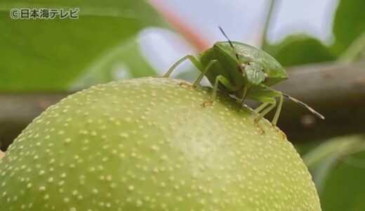 例年の10倍以上！大量発生するカメムシ　直接触れて駆除するのはイヤ…　そんな人にオススメ！山陰の企業から生まれたアイデア商品