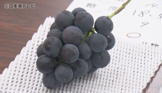 これまでにない甘さ！過去最高の糖度を記録 「ハワイピオーネ」の査定会　鳥取県湯梨浜町