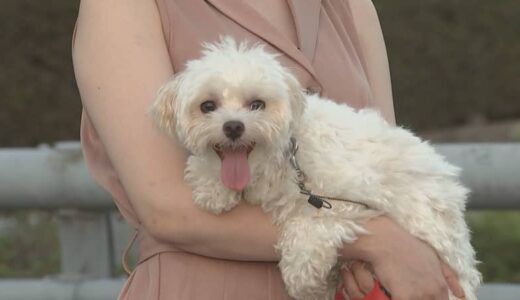 花火大会に愛犬を連れて行かないで！　獣医師が警鐘…なぜ？　てんかん重積の後に死んでしまうケースも