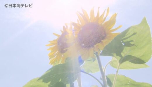 25種類のヒマワリや約10万株のマリーゴールド　夏を代表する花々が元気に咲き誇る　とっとり花回廊でサマーフェスティバルが開幕　鳥取県南部町