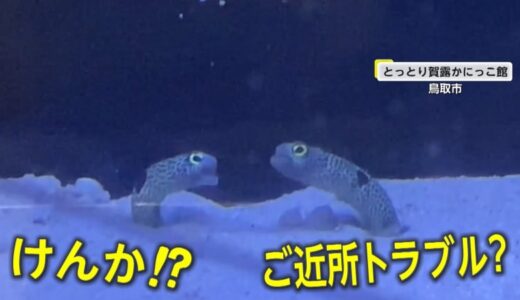 チンアナゴにご近所トラブル勃発？怒りの表情でにらみあい　飼育員「縄張り争いはある」とっとり賀露かにっこ館