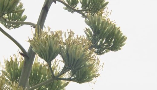 数十年に1度花を咲かせるという「リュウゼツラン」今年相次ぎ開花、なぜ？　専門家に聞くと…「２つの理由」
