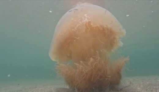 海水浴場に巨大クラゲ「エチゼンクラゲ」相次いで出没、刺される海水浴客も　今年大量発生か…どこからやって来る？