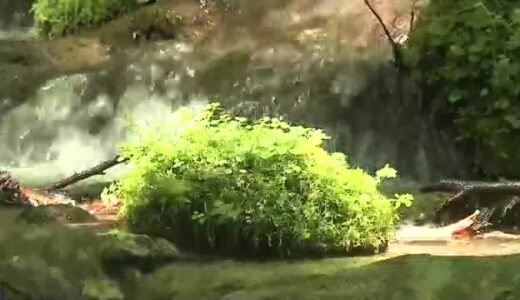 米子市で5日連続猛暑日　暑さを逃れて別世界へ…奥大山の木谷沢渓流で癒しの一時を（鳥取）