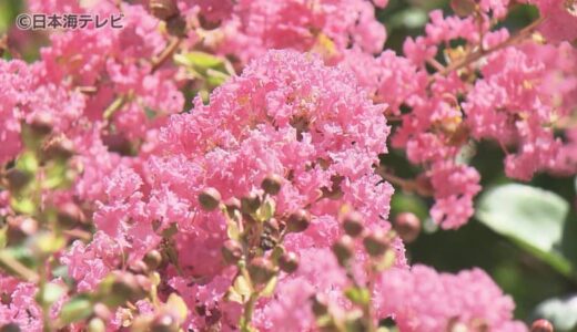 厳しい暑さの中…サルスベリの花が見頃迎える　鳥取県鳥取市・とっとり出合いの森