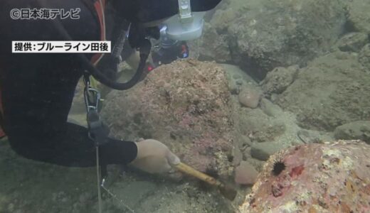 駆除を行うのは観光客　海の厄介者の駆除ツアー　全国的に問題となっている「ムラサキウニ」の大量発生の問題解決に新たな試み　鳥取県岩美町