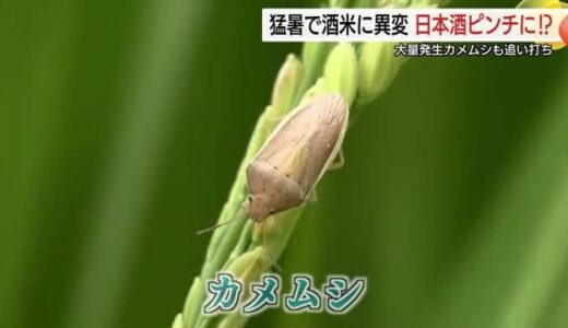 猛暑でピンチ！老舗酒蔵や農家が頭を抱える米の高温障害…大量発生の「カメムシ」も追いうち（島根）