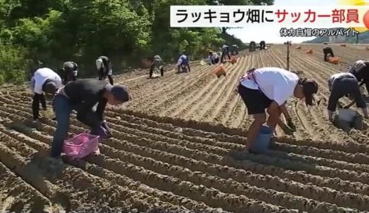 高校サッカー部員が頼もしい助っ人！炎天下のラッキョウ畑でアルバイト　教育と人手不足解消の一挙両得