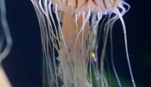 もしクラゲに刺されたら？　「アナフィラキシーショック」起こすと溺れる原因に　刺されたときの「3つの大原則」と絶対にしてはいけない行動とは