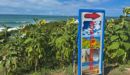 海が見えるヒマワリ畑。満開のヒマワリとコロコロと音が鳴る不思議な海岸を楽しめる鳴り石の浜へ！｜鳥取県琴浦町